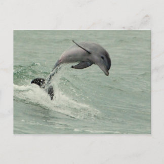 Individuelle Dolphin-Postkarte Postkarte