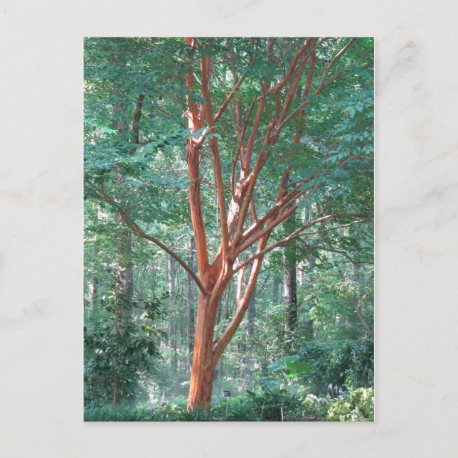 Individuelle Postkarte (Vorderseite)