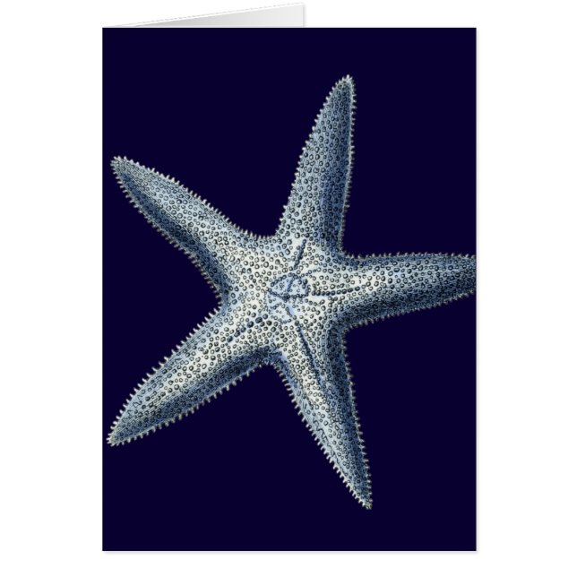 Indizes Muscheln IV (Vorne)