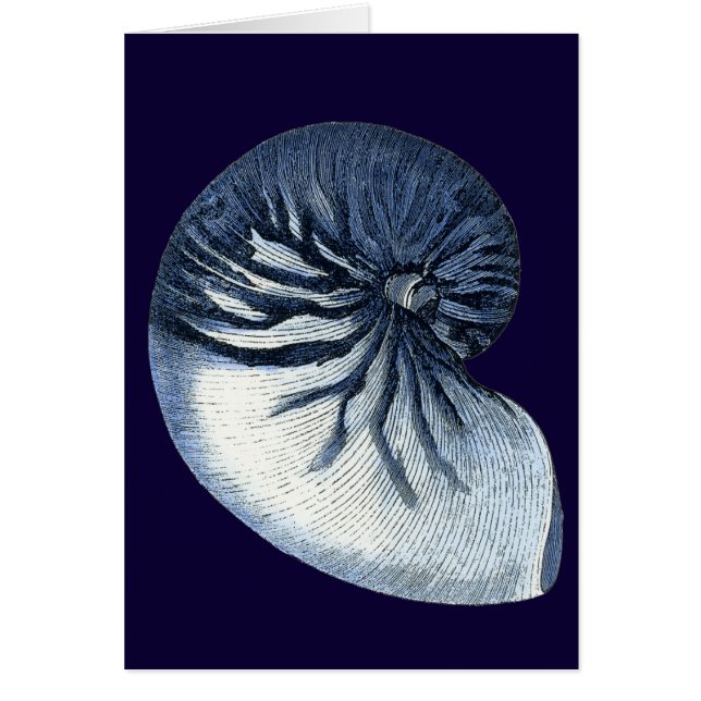 Indizien-Muscheln VII (Vorne)
