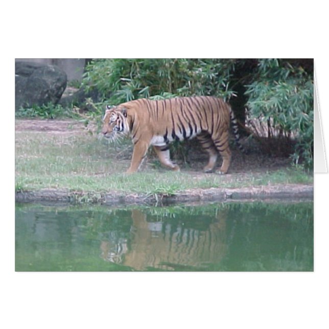 Indochinese Tiger (Vorderseite (Horizontal))