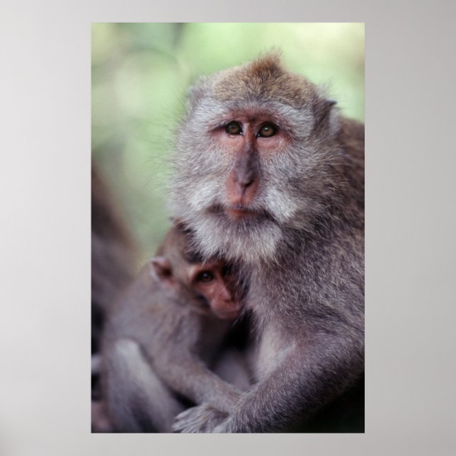 Indonesia, Bali, Ubud, Long-tailed Macache 1 Poster (Vorne)