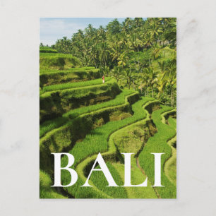 Indonesien, Bali   Reis Paddies Postkarte