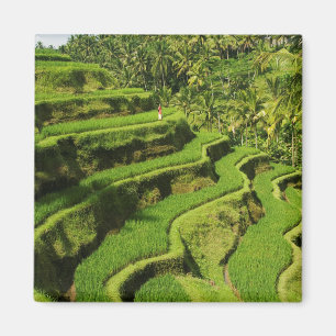 Indonesien, Bali   Reisfelder Magnet