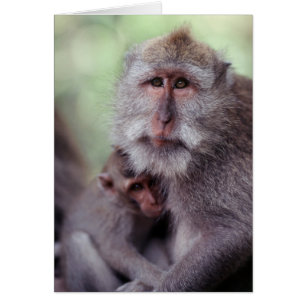 Indonesien, Bali, Ubud, Javaneraffe