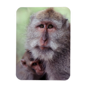 Indonesien, Bali, Ubud, Javaneraffe Magnet
