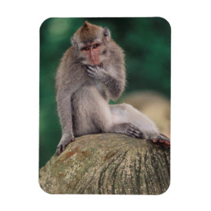 Indonesien, Bali, Ubud, Javaneraffe Magnet