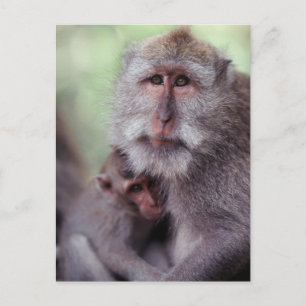 Indonesien, Bali, Ubud, Javaneraffe Postkarte