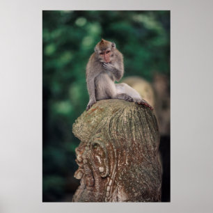 Indonesien, Bali, Ubud, Macaque 2 Poster