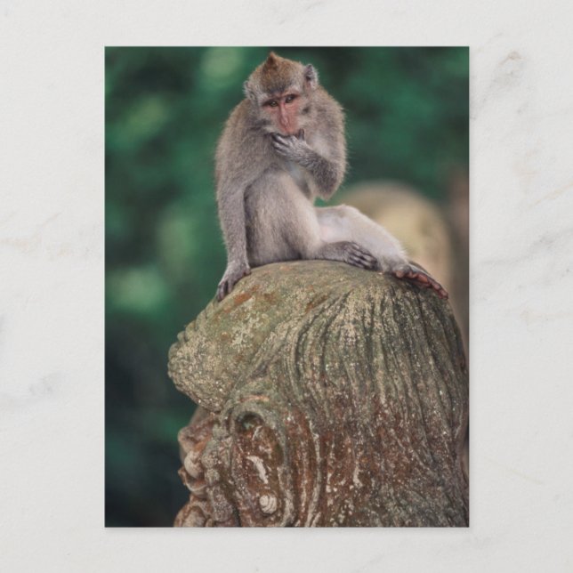 Indonesien, Bali, Ubud, Macaque Postkarte (Vorderseite)