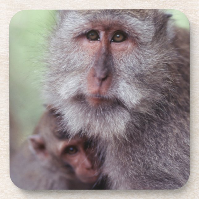 Indonesien, Bali, Ubud, Macaque Untersetzer (Vorderseite)