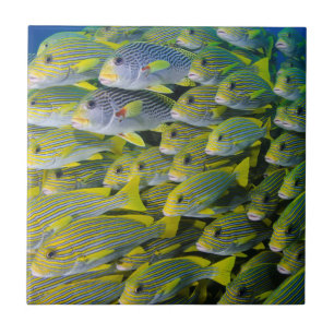 Indonesien. Schwarmfische Fliese