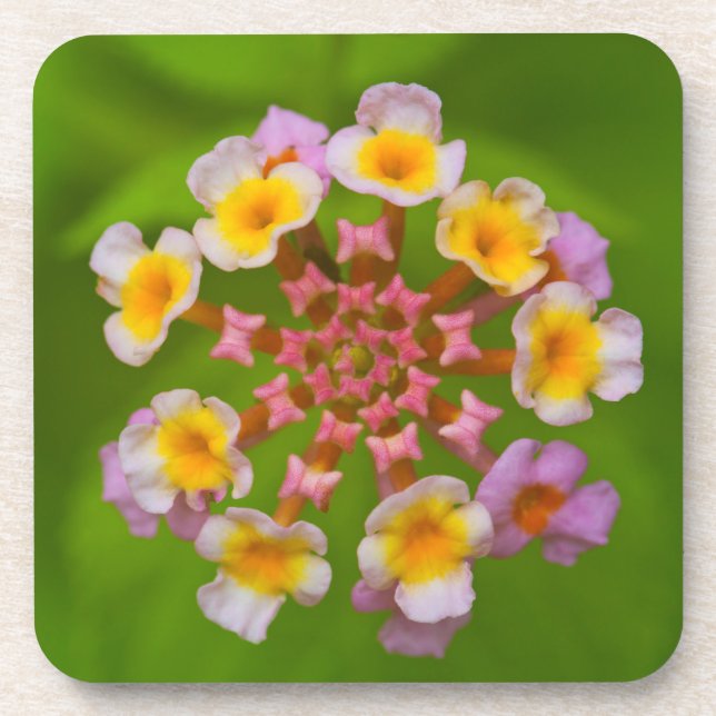 Indonesische Blumen-harte PlastikUntersetzer (Set Getränkeuntersetzer (Vorderseite)