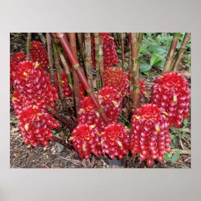 Indonesische Wax Ginger Poster (Vorne)