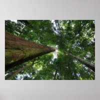 Indonesischer Regenwald