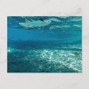 Infinity Blue Postkarte