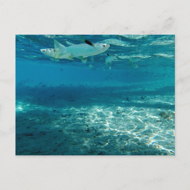 Infinity Blue Postkarte (Vorderseite)