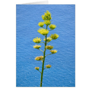 Infloreszenz von Agave Pflanze.
