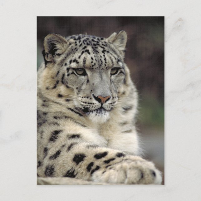 Info-Karte für Snow Leopard Postkarte (Vorderseite)