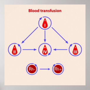 infographic Bluttransfusion Poster