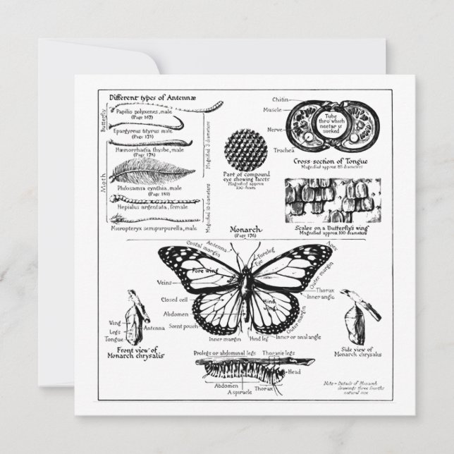 Informationen über Monarch Butterfly Einladung (Vorderseite)