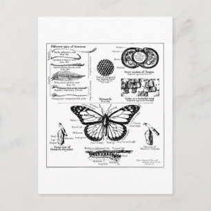 Informationen über Monarch Butterfly Postkarte