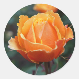 Informationen zur Rose #1 Runder Aufkleber
