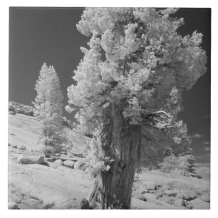 Infrarot-Foto der Ostseite des Yosemite National Fliese
