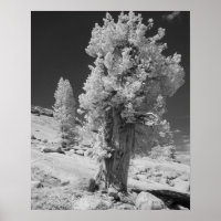 Infrarot-Foto im Osten des Yosemite National