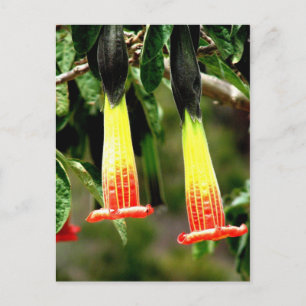 Ingapirca-Inka-Ruinen, Ecuador Postkarte