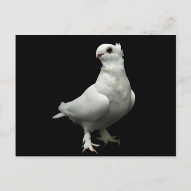 Inglizi Pigeon Postkarte (Vorderseite)