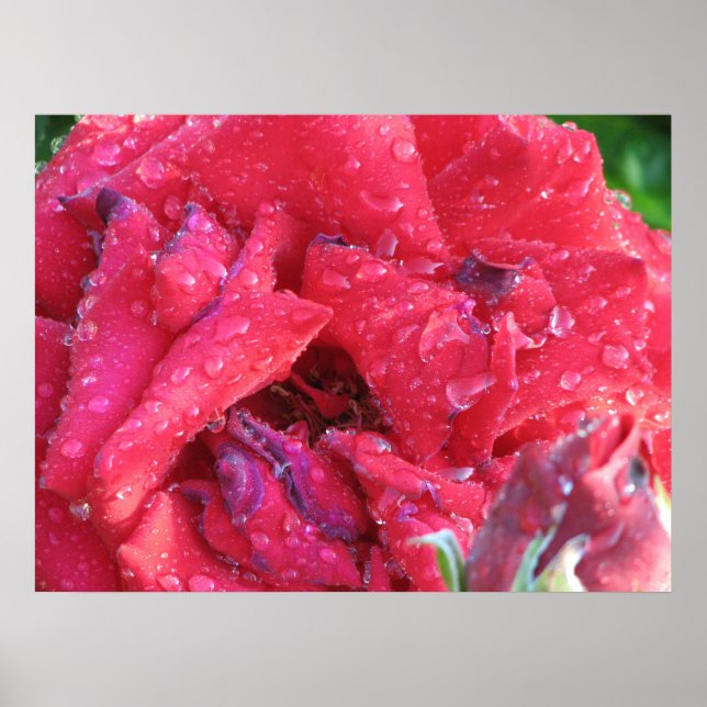 Ingrid Bergman Hybrid Tea Rose 038 Poster (Vorne)