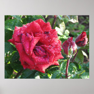 Ingrid Bergman Hybrid Tea Rose und Buds 036 Poster