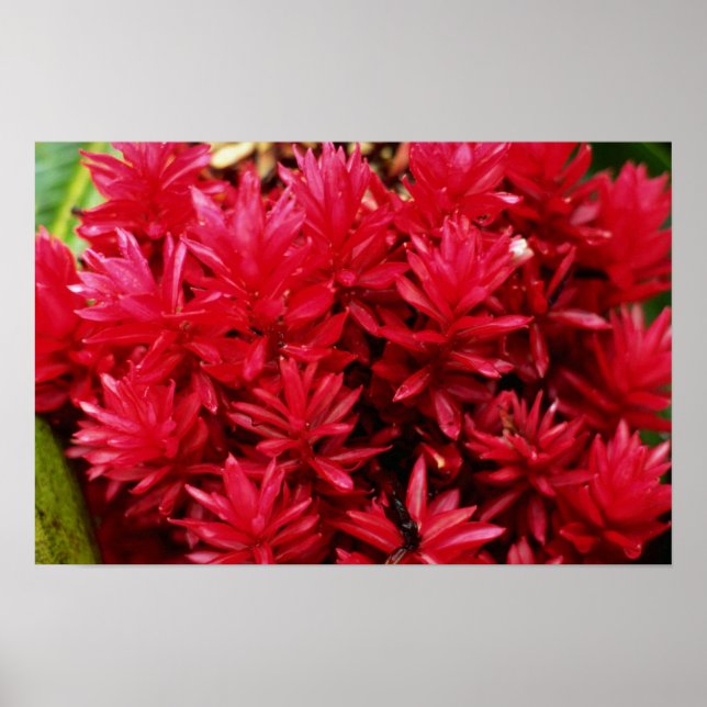 Ingwer Blume, Puerto Rico Blume Poster (Vorne)