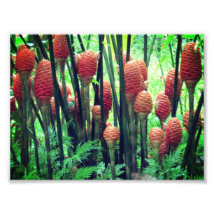 Ingwer-Foto Fotodruck