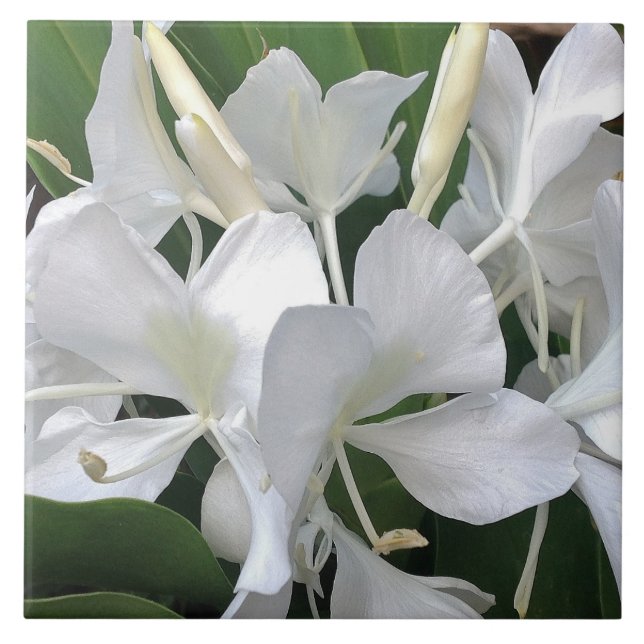 Ingwer-Lilien-Blüten Fliese (Vorderseite)