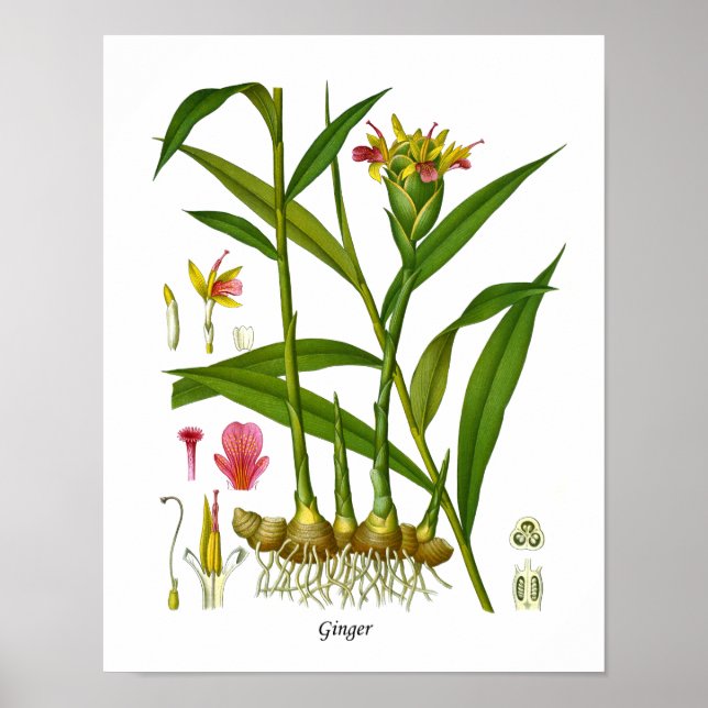 Ingwer Pflanze Illustration Juice Bar Decor Poster (Vorne)