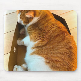 Ingwer Tabby im Sammelpack Mousepad