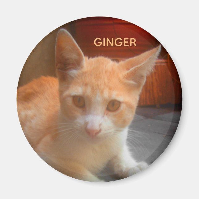 Ingwer-Tabby-Kitzy-Katze Magnet (Vorne)