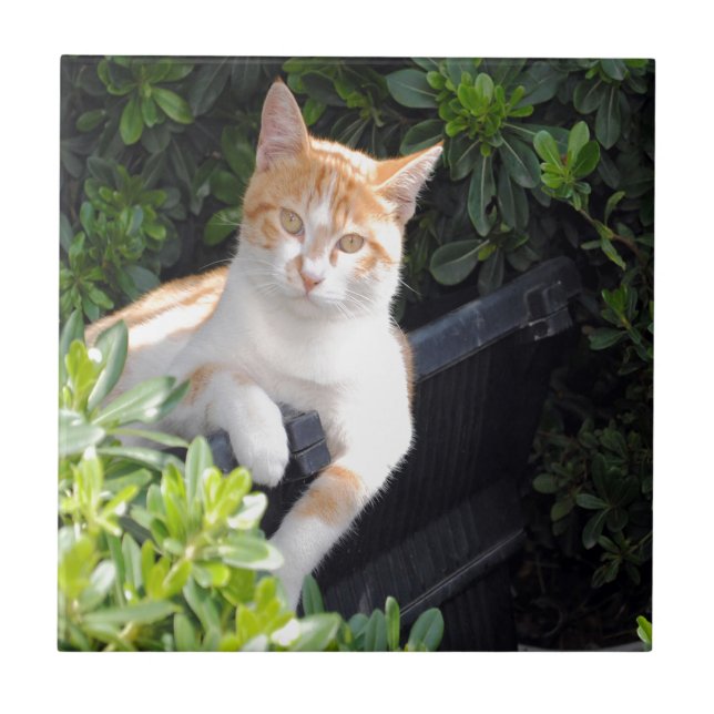 Ingwer und weiße Katze Fliese (Vorderseite)