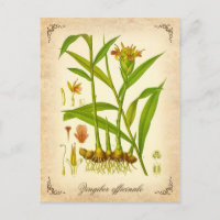 Ingwer - Vintage Abbildung