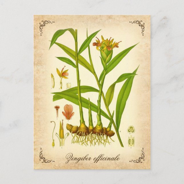 Ingwer - Vintage Abbildung Postkarte (Vorderseite)