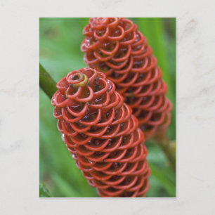 Ingwerhonigbienennest, Zingiber spectabile), Postkarte