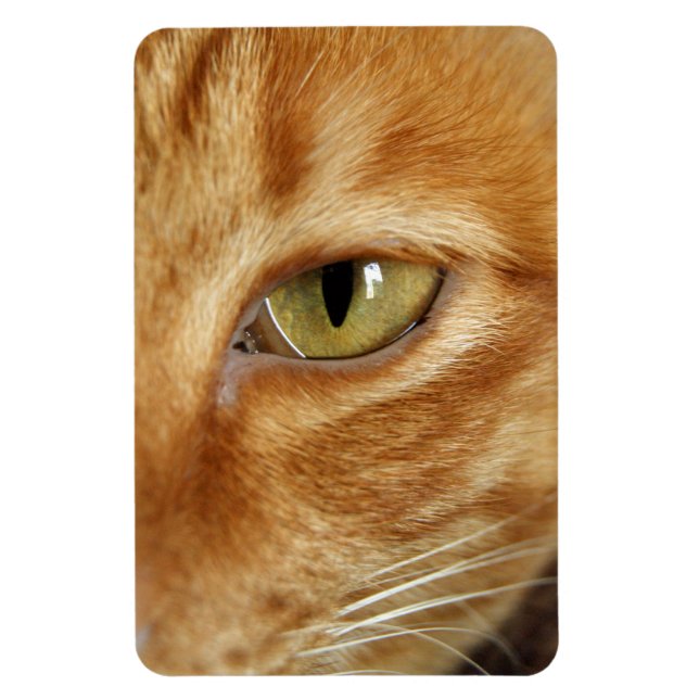 Ingwerkatze Magnet (Vertikal)
