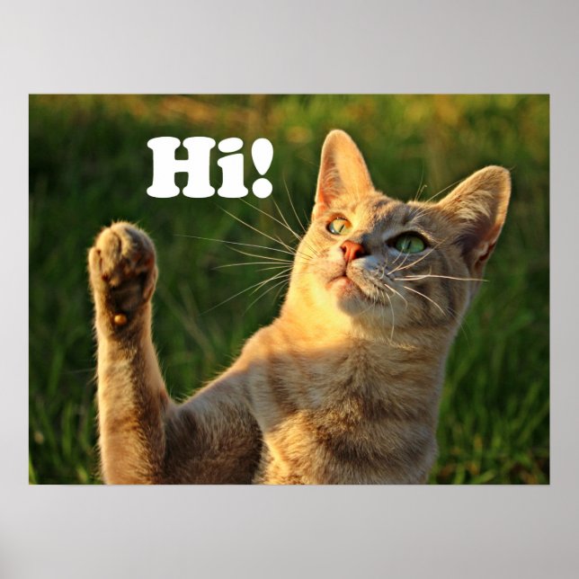 Ingwerkatze sagt Hallo! Poster (Vorne)