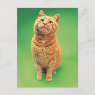 Ingwerkatze sitzend, Blick nach oben Postkarte