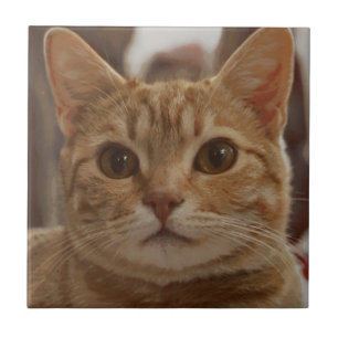 Ingwerkatzenaugen fliese