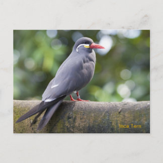 Inka-Seeschwalbe Postkarte