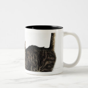 Inländische männliche Tabbykatze stehend Zweifarbige Tasse