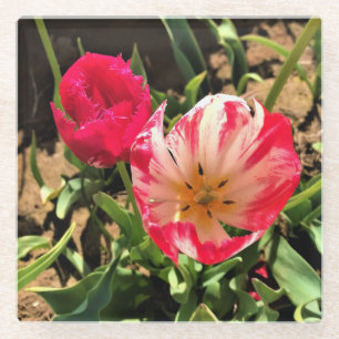 Innen eine rosa und weiße Tulpe Glasuntersetzer